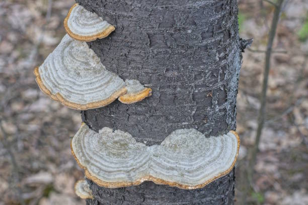 istock porcini mushrooms lichens on a gray tree trunk 1485443569
