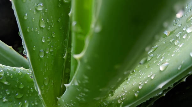 istock Aloe vera leaves with dewdrops 1485445055