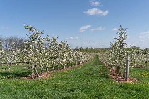 Beautiful Apple Trees Blooming at Orchard