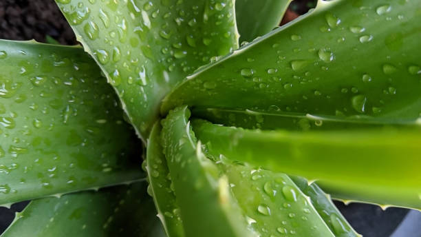 istock Aloe vera leaves with dewdrops 1485445150