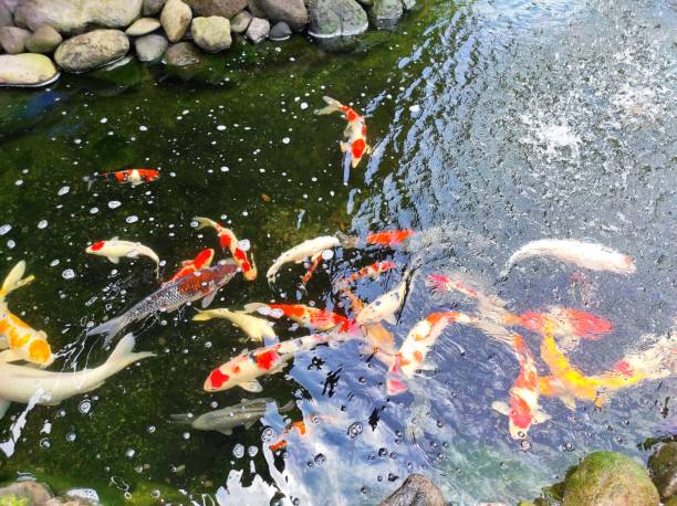 istock Various types of fish swim in a clear pond 1485445433
