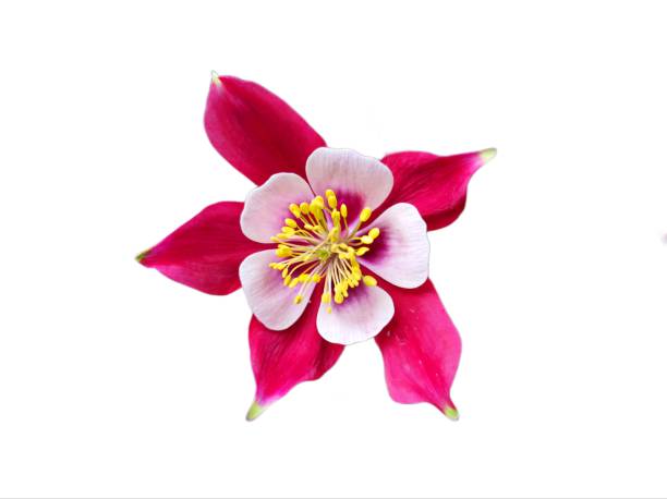 Aquilegia isolated on white background