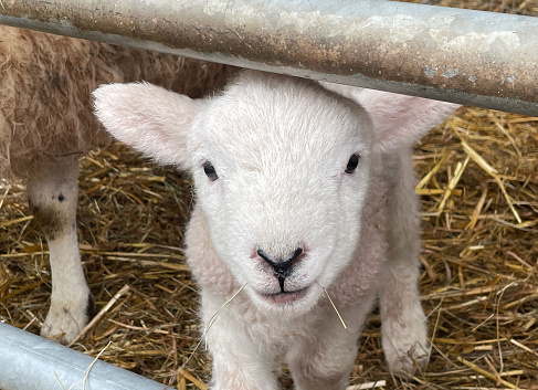 Cute young lamb in sheep barn