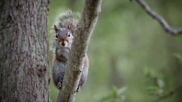 감시하는 squirrel - squirrel softness wildlife horizontal 뉴스 사진 이미지
