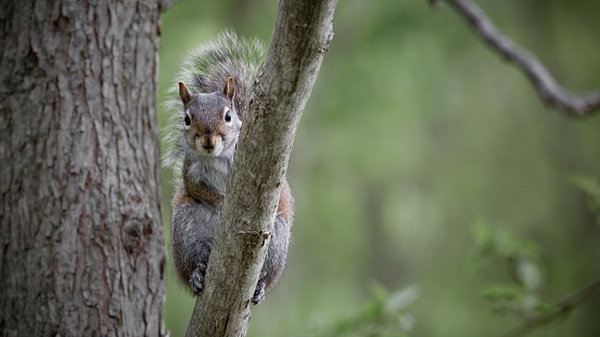 Close-up photo looking at a Eastern gray squirrel as it cautiously watches the camera. Left centered with soft de-focused green background. Copy space