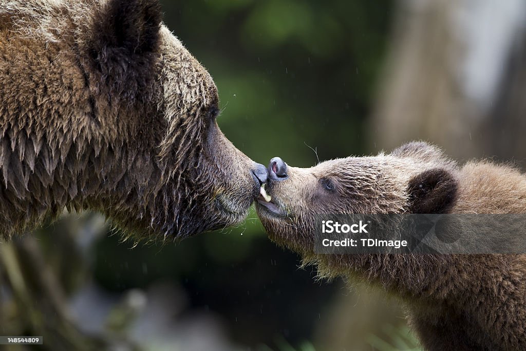 Grizzly Kiss A young cub walked up to mum and licked her nose in the Khuteymateen. Animal Wildlife Stock Photo