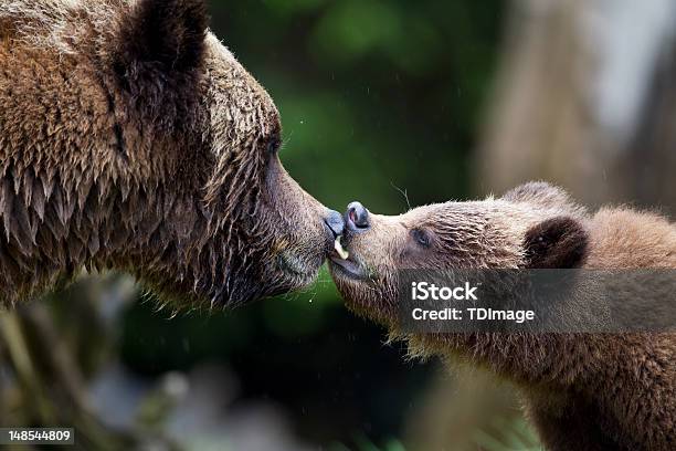 Grizzly Kiss Stock Photo - Download Image Now - Animal Wildlife, Kissing, Animal Family
