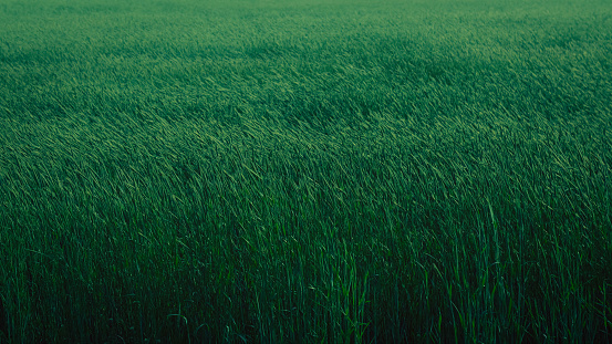 a field of rye