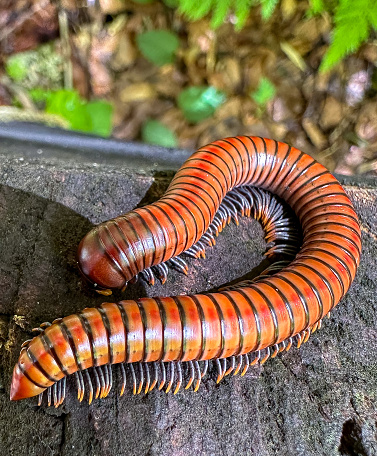 big millipede many leg rolling body walking on concrete floor. species animal zoom face brown color.