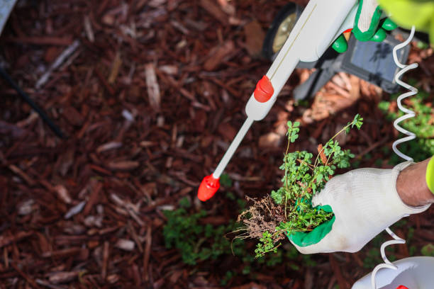 un homme noir arrachant les mauvaises herbes d’un jardin - 5904 photos et images de collection