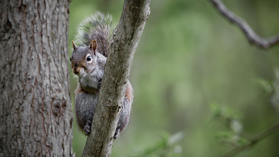 Close-up color photo of a curious cute fluffy tailed gray squirrel peeking from behind a tree branch. Left centered with soft de-focused green foliage background and copy space.