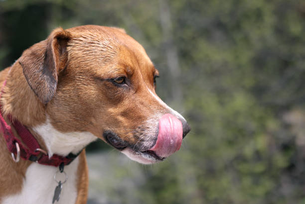 Dog licking lips and nose with long pink tongue on nature walk. Side view of dog with foam in mouth. Signs of overexertion from playing and running around. 1 year old harrier mix dog. Selective focus. licking nose stock pictures, royalty-free photos & images
