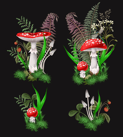 Compositions with Fly agarics, mushroom, and plants isolated. Vector