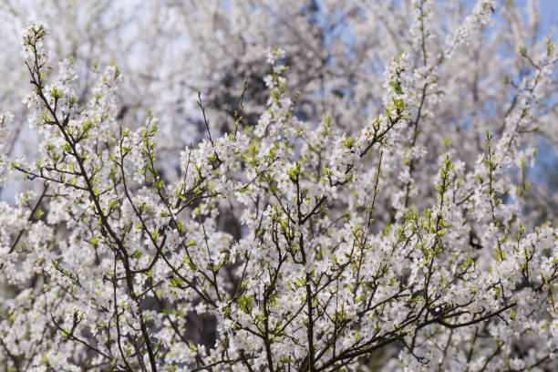 istock Blooming wild cherry with fresh young leaves on blurred background 1485451284