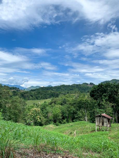istock Countryside view, cornfield and farm hut. 1485451808