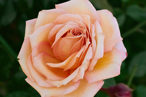 The flower of the Barock climbing rose is pale apricot yellow to pink with dark green leaves.