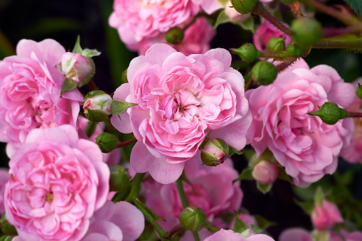 Close up pink rose.