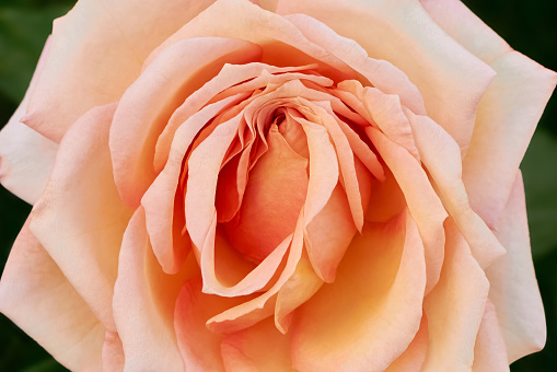The flower of the Barock climbing rose is pale apricot yellow to pink. Floral background