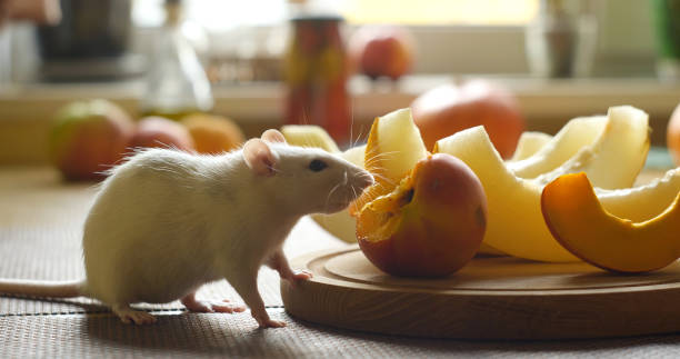 Do Rats Eat Fruit 280+ Rat Eating Fruit Stock Photos, Pictures & Royalty-Free Images - iStock