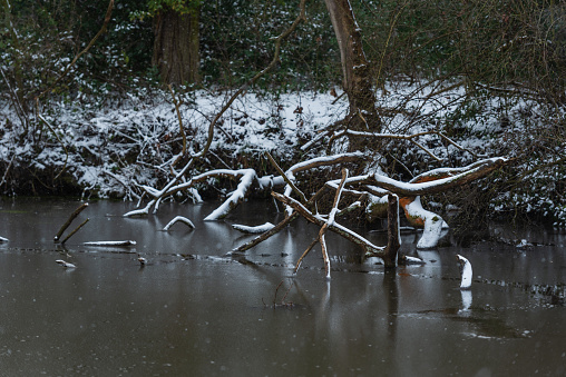 Snow covered twisted tree branches fallen into pond, Norfolk ii February, 2021