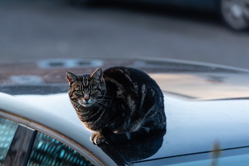 Tabby cat on car roof, eye contact. March 2021