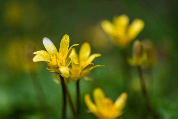 Ficaria verna - Lesser Celandine flowers Ficaria verna - Lesser Celandine flowers. March 2021 ficaria verna stock pictures, royalty-free photos & images