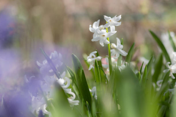 Hyacinthus - Garden Hyacinths ii. April, 2021