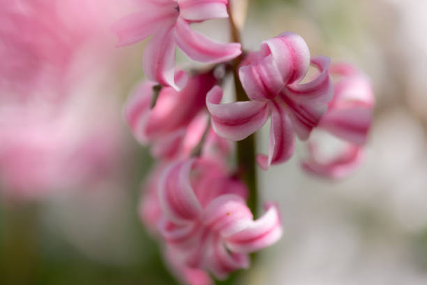 Hyacinthus - Garden Hyacinths iv. April, 2021