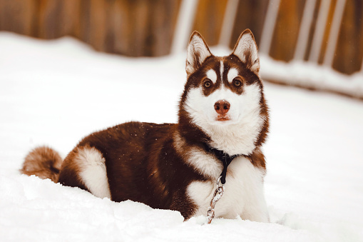 A six month old siberian husky sitting in the snow.