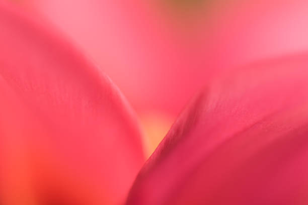 istock Tulipa - Tulip petal abstract 1485454464