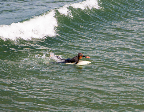 Santa Monica, California, USA - 15 May 2022: I man is working hard trying to catch a wave surfing in California taken from above.