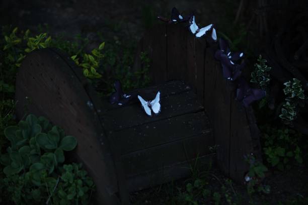 istock Butterflies on a wooden circle 1485456226