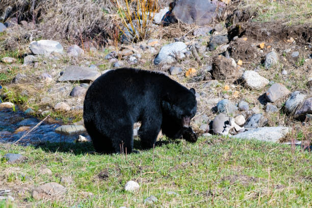 Large Black Bear sideview, exams something beside small stream in the Yellowstone Ecosystem in western USA, North America. Nearest cities are Gardiner, Cooke City, Livingston, Bozeman and Billings, Montana, Denver, Colorado and Salt Lake City, Utah