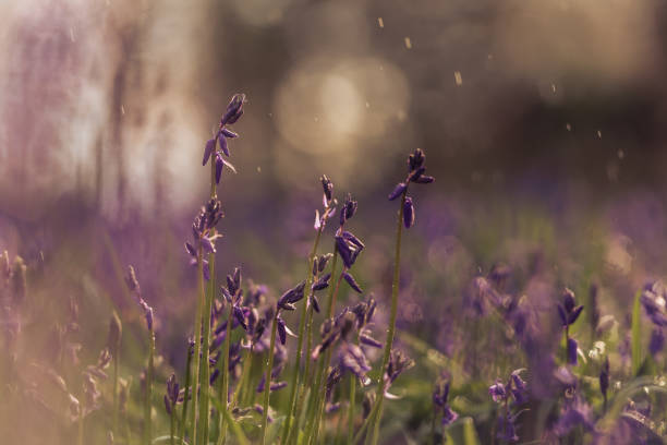 istock Woodland bluebell study ii raindrops and soft bg 1485458386
