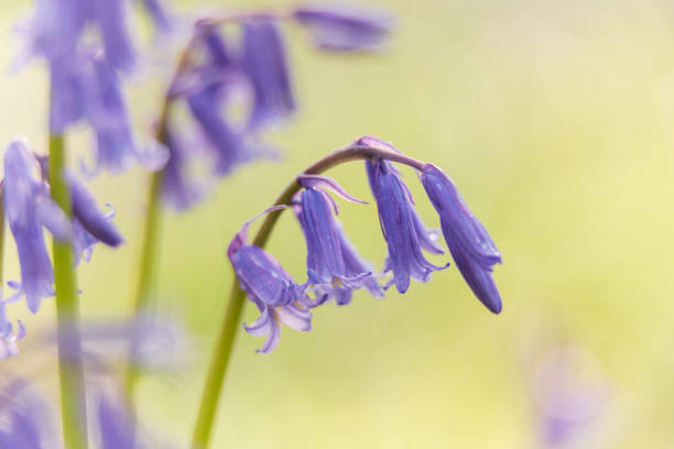 istock Woodland bluebell study v 1485458401