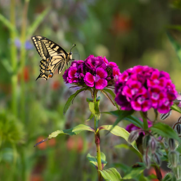 papilio machaon. borboleta de cauda-de-andorinha alimentando-se de flores cor-de-rosa - butterflies in the stomach (expressão inglesa) - fotografias e filmes do acervo