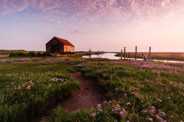 Thornham Old Harbour ii with sea lavender. Thornham July 2021