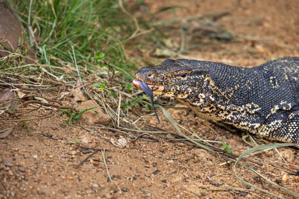 Large water monitor lizard looking for food on the brink of a small stream in Girithale in the North Central Province in the central Sri Lanka