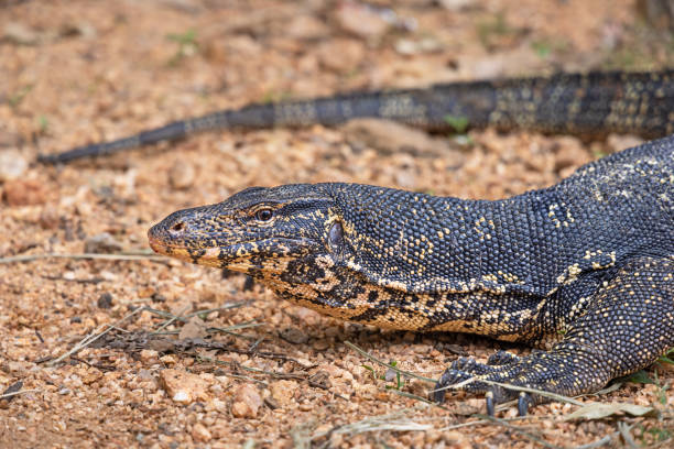 Large water monitor lizard looking for food on the brink of a small stream in Girithale in the North Central Province in the central Sri Lanka