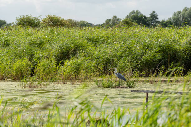 istock Ardea cinerea - Grey Heron standing in reedbed pond 1485458602