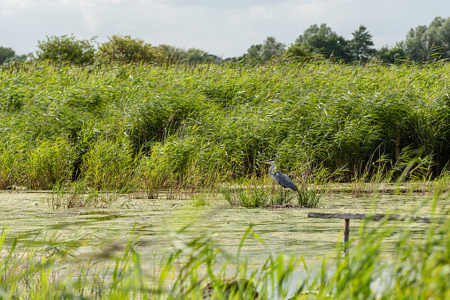 Ardea cinerea - Grey Heron standing in reedbed pond. August, 2021