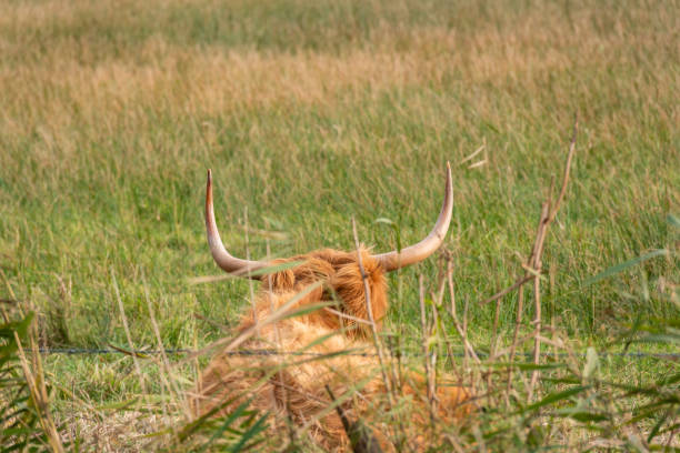 istock Bos taurus taurus - Highland cattle grazing on Strumpshaw marshes viii 1485458646