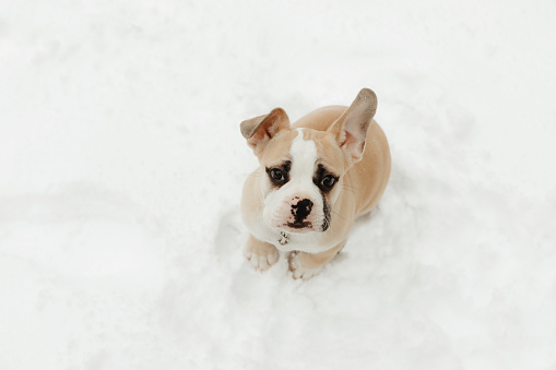 A french english bulldog puppy, three months old, sitting in the snow.