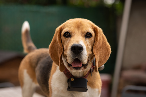 A beagle looking at the camera while standing outdoors in Castelferrus, France.