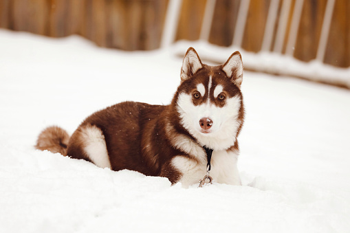 A close up shot of a six month old husky in the snow.