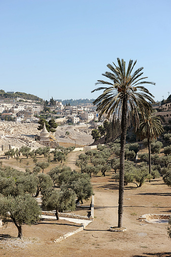 Jerusalem, Israel - August 12, 2022: View of al Aqsa Mosque , Temple Mount, Dome of Rock and old city of Jerusalem from the Jewish cemetery in Mount of Olives in Israel Palestine