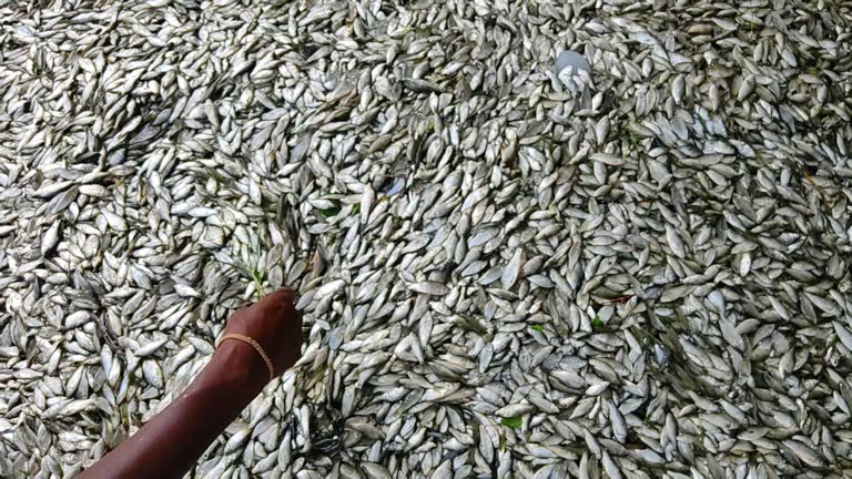 pile of freshly harvested small fishes for sale in Indian fish market