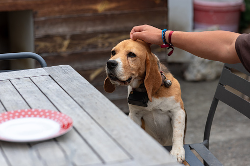 An unrecognisable man petting a beagle while it jumps up on an iron chair outdoors in the back yard of a home in Castelferrus, France.