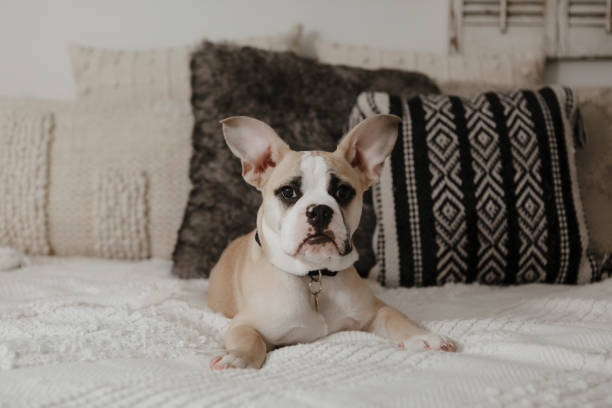 istock French Bulldog Puppy 1485460990