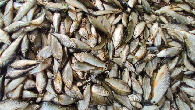 pile of freshly harvested small fishes for sale in Indian fish market